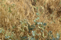 Silene chlorifolia