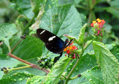 Heliconius sara