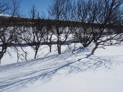 Betula pubescens pumila