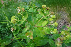 Euphorbia hyberna