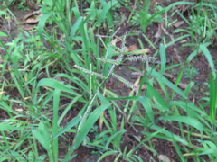 Paspalum tenellum