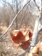 Diptychandra aurantiaca epunctata