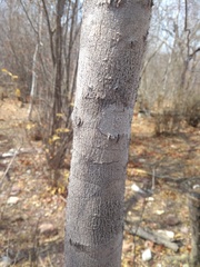 Diptychandra aurantiaca epunctata