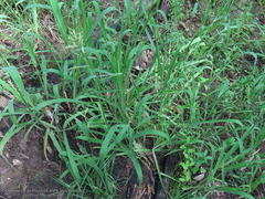 Paspalum tenellum