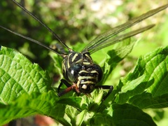 Ictinogomphus regisalberti