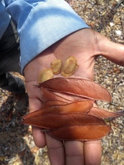 Diptychandra aurantiaca epunctata