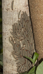 Eupterote bifasciata