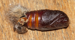 Eupterote bifasciata