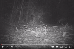 Didelphis marsupialis