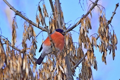Pyrrhula pyrrhula