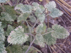 Agastache wrightii