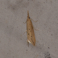 Donacaula longirostrallus