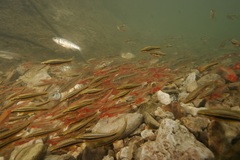 Notropis percobromus