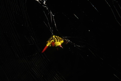 Micrathena striata