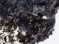 Tuckermanopsis chlorophylla