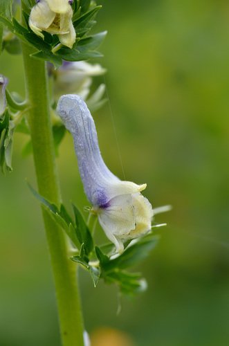 Eastern Monkshood