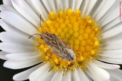 Nysius senecionis