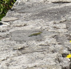 Tropidosaura gularis