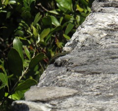 Tropidosaura gularis