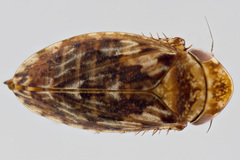 Stroggylocephalus mixtus