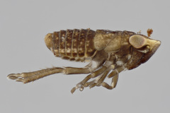 Stroggylocephalus