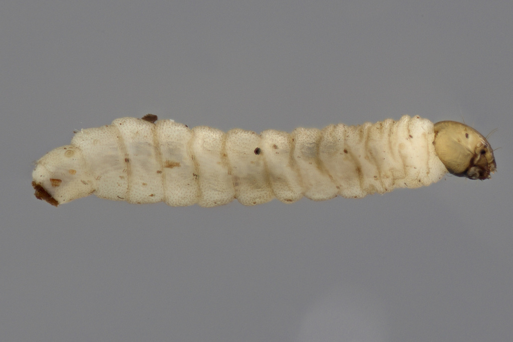 Hesperinus