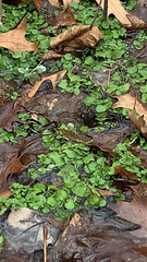 Chrysosplenium americanum