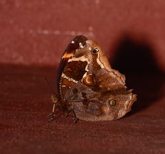 Opoptera aorsa aorsa