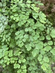 Adiantum capillus-veneris