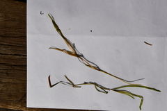 Potamogeton sibiricus