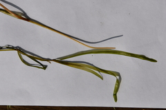 Potamogeton sibiricus