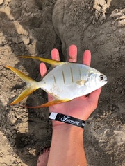 Trachinotus rhodopus