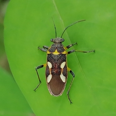 Acinocoris