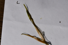 Potamogeton sibiricus