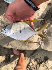 Trachinotus rhodopus