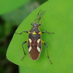 Acinocoris