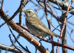 Turdus eunomus × naumanni