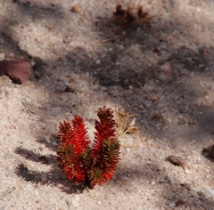 Oxalis massoniana