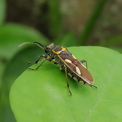 Acinocoris