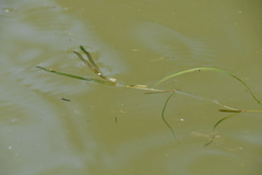 Potamogeton sibiricus