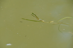 Potamogeton sibiricus