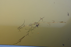 Potamogeton sibiricus