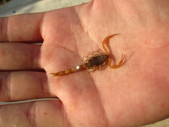 Aegaeobuthus nigrocinctus