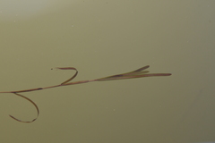 Potamogeton sibiricus