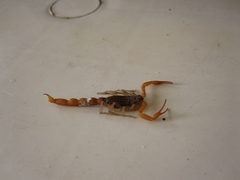 Aegaeobuthus nigrocinctus