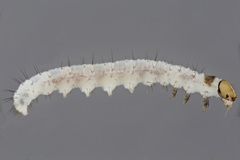 Korscheltellus gracilis