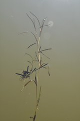 Potamogeton sibiricus