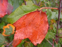 Acer obtusifolium