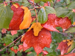 Acer obtusifolium
