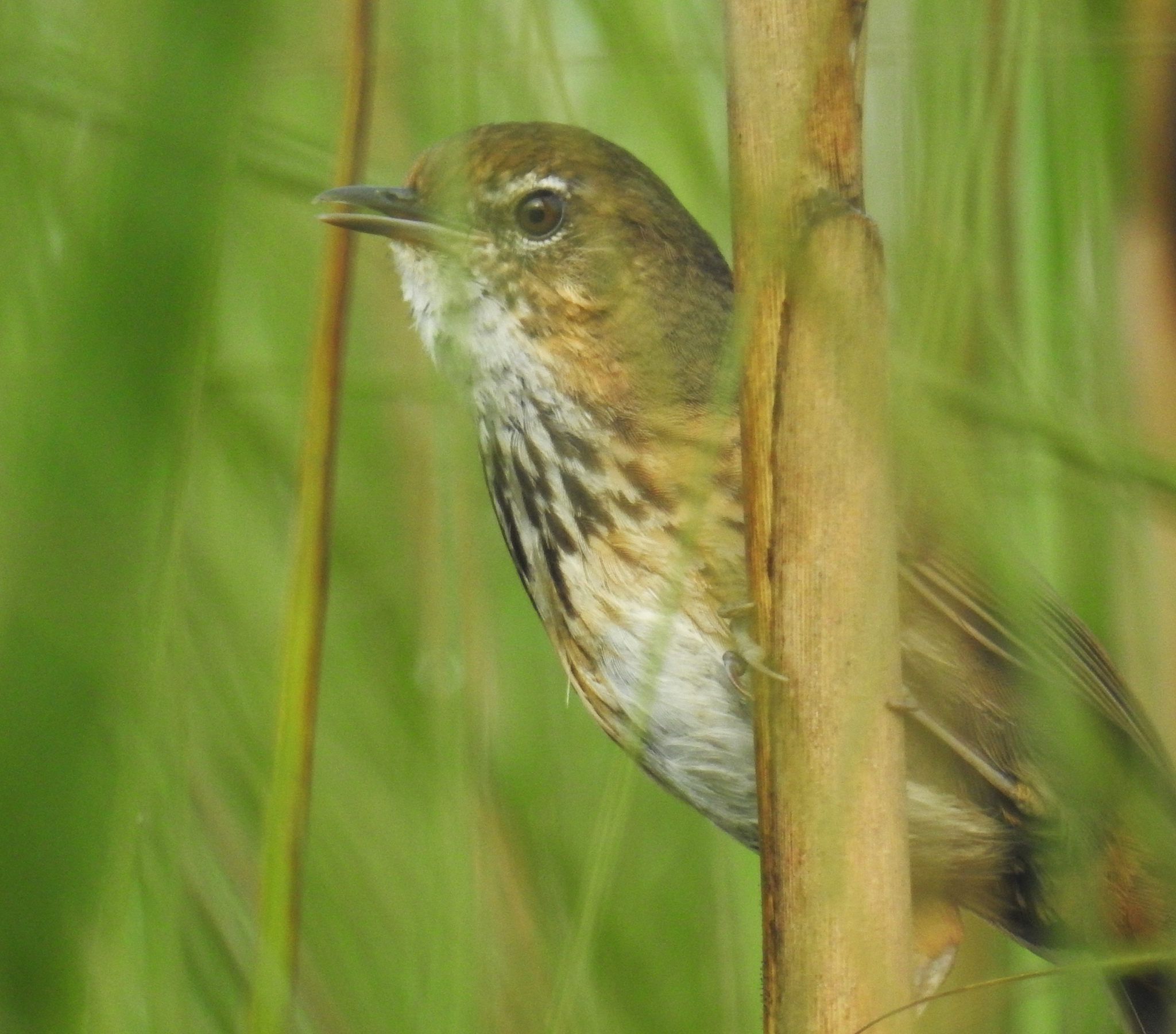 Marsh Babbler (Pellorneum palustre), photo 1